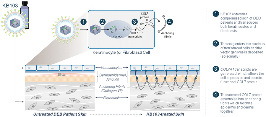 KB103's Mechanism of Action
